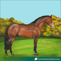 Horse Color:Bay Sabino 