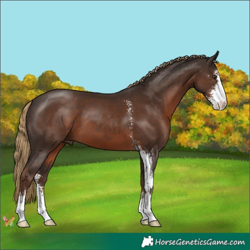 Horse Color:Liver Chestnut Sabino 