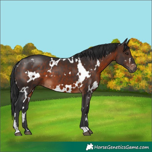 Horse Color:White Spotted Brown 