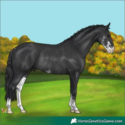 Horse Color:Black Sabino Rabicano 