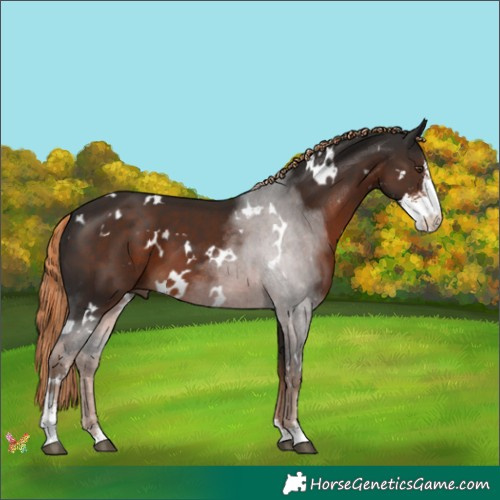 Horse Color:White Spotted Liver Chestnut Sabino 