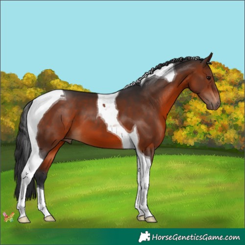 Horse Color:Brown Tobiano 