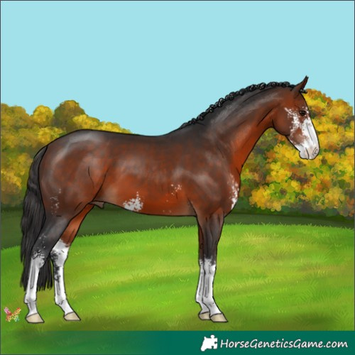 Horse Color:Brown Sabino 