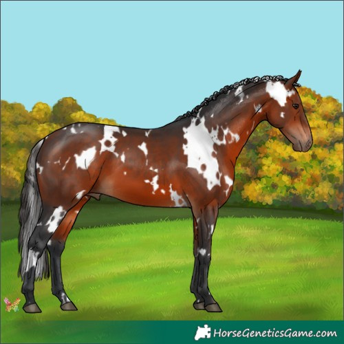 Horse Color:White Spotted Brown 