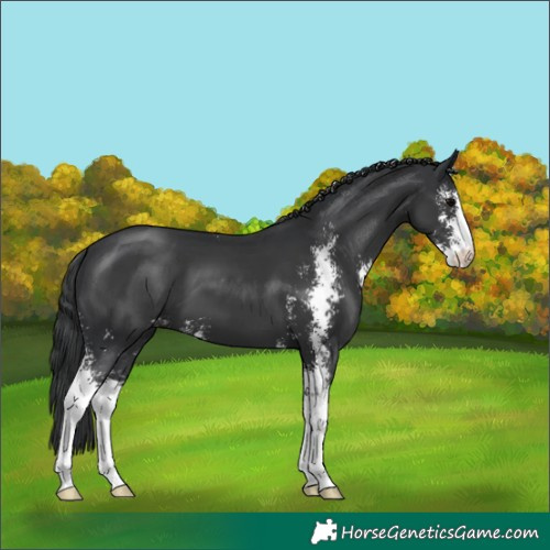Horse Color:Black Sabino 