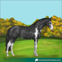 Horse Color:Black Sabino 