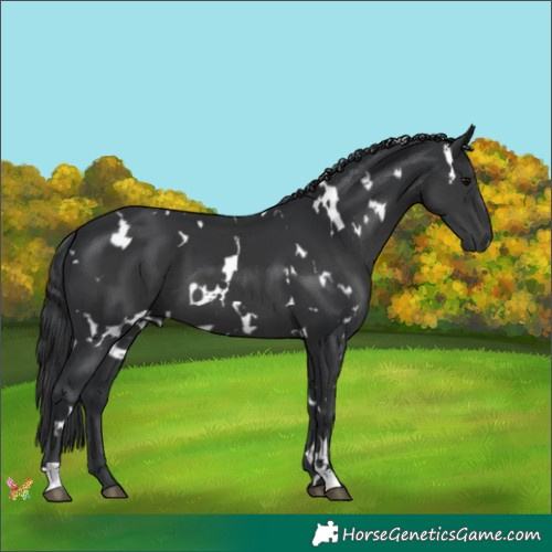 Horse Color:White Spotted Black 
