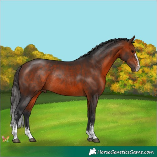 Horse Color:Brown Sabino Rabicano 
