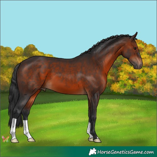 Horse Color:Brown 