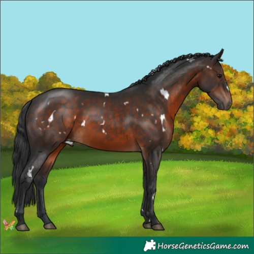 Horse Color:White Spotted Brown 
