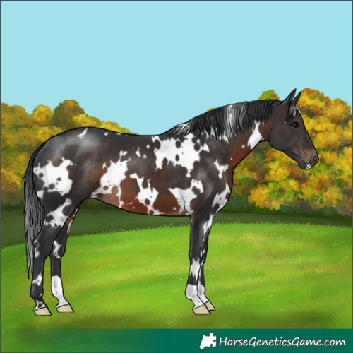 Horse Color:White Spotted Brown
