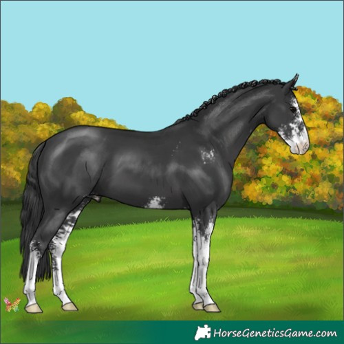 Horse Color:Black Sabino 