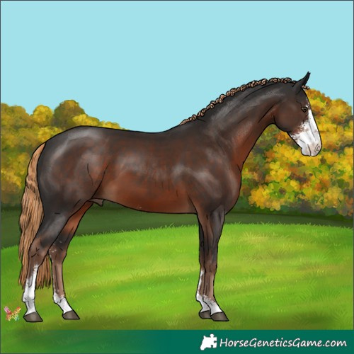 Horse Color:Liver Chestnut Sabino 