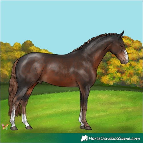 Horse Color:Liver Chestnut Sabino 