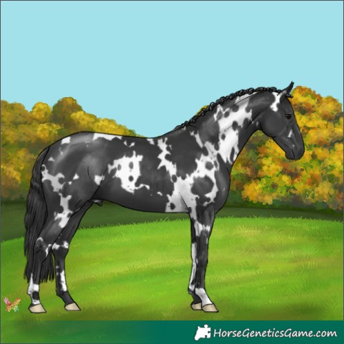 Horse Color:White Spotted Black 
