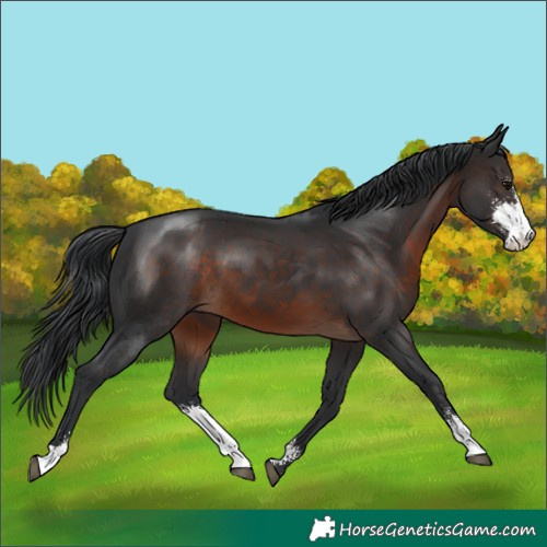 Horse Color:Brown Sabino