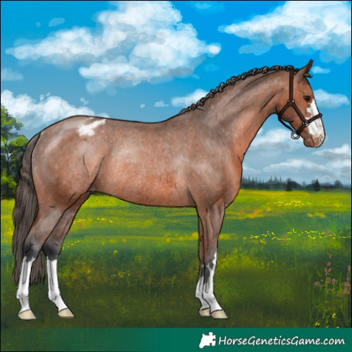 Horse Color:Bay Appaloosa Rabicano 