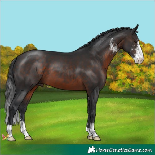 Horse Color:Brown Sabino 