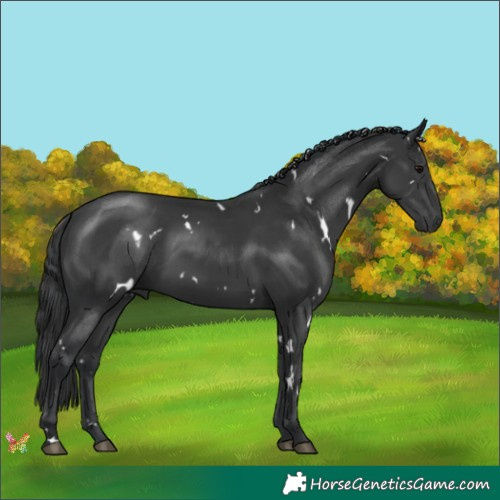 Horse Color:White Spotted Black 