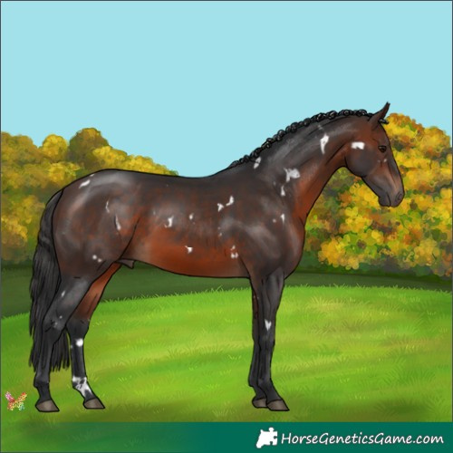 Horse Color:White Spotted Brown 