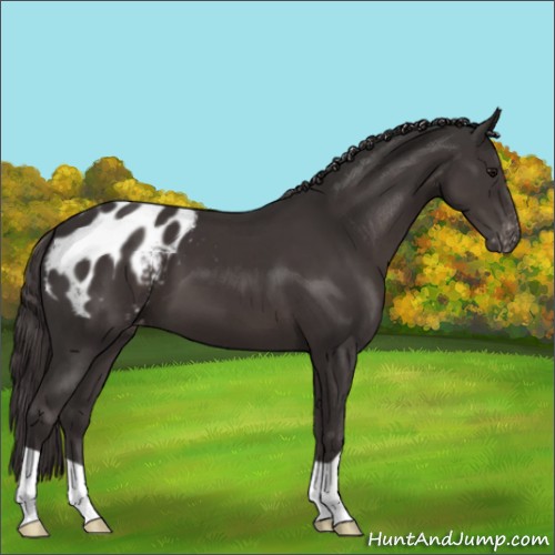 Horse Color:Smoky Black Appaloosa 
