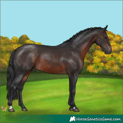 Horse Color:Brown 