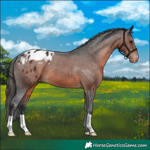 Horse Color:Brown Appaloosa
