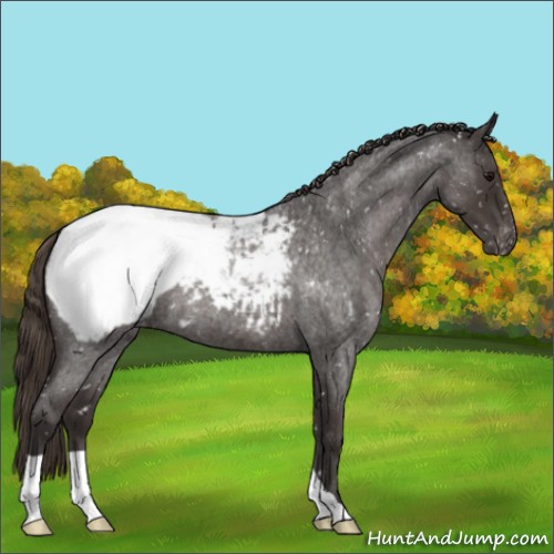 Horse Color:Smoky Blue Roan Appaloosa 