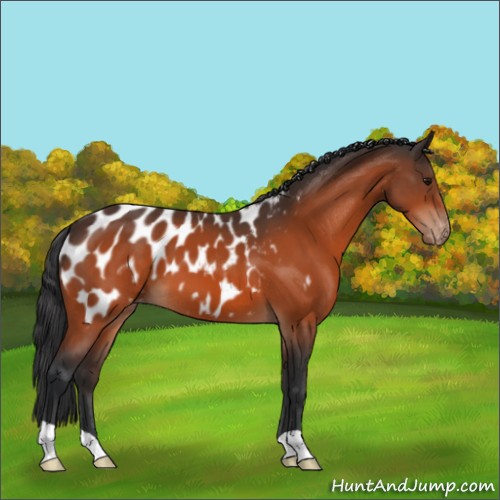 Horse Color:Bay Appaloosa 