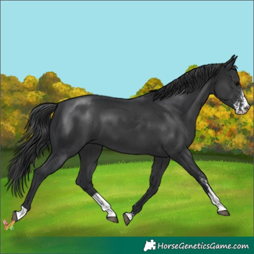 Horse Color:Black Sabino 