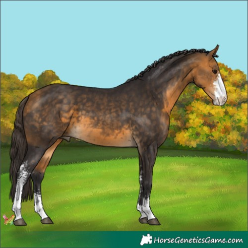 Horse Color:Buckskin Sabino 