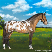 Horse Color:Buckskin Near Leopard 