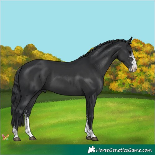 Horse Color:Black Sabino 