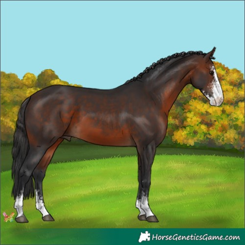 Horse Color:Brown Sabino 