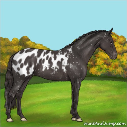 Horse Color:Smoky Blue Roan Appaloosa 
