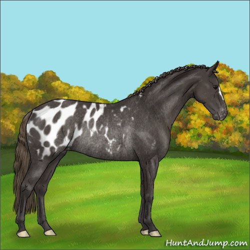 Horse Color:Smoky Black Appaloosa Rabicano 