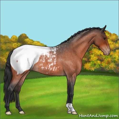 Horse Color:Bay Roan Appaloosa 
