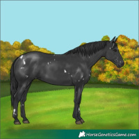 Horse Color:White Spotted Black