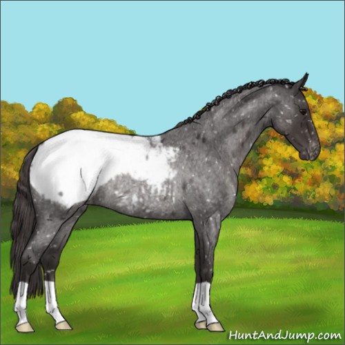 Horse Color:Smoky Blue Roan Appaloosa Rabicano 
