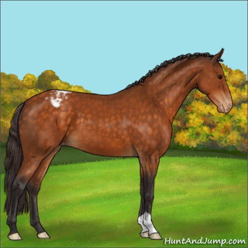 Horse Color:Buckskin Appaloosa 