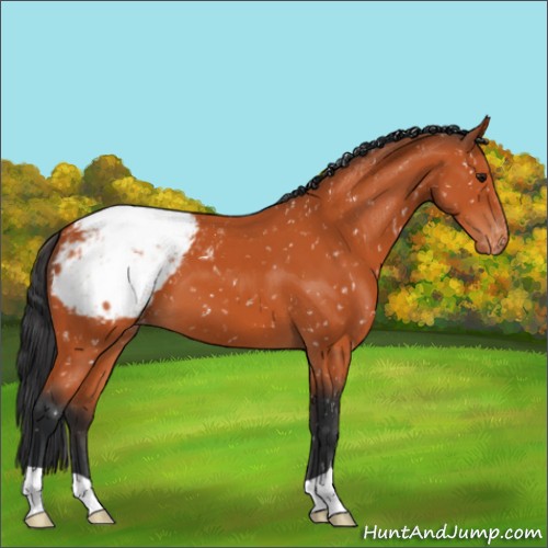 Horse Color:Bay Appaloosa 