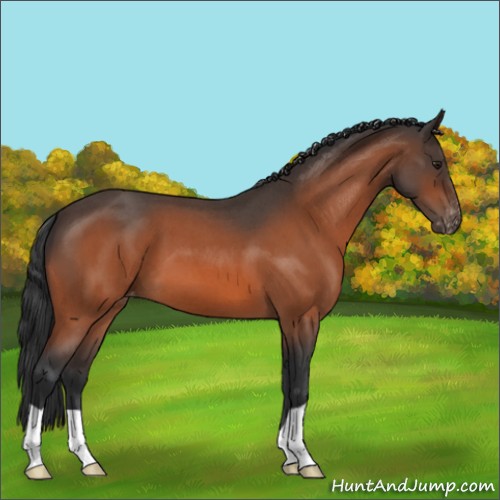 Horse Color:Brown Roan Appaloosa 