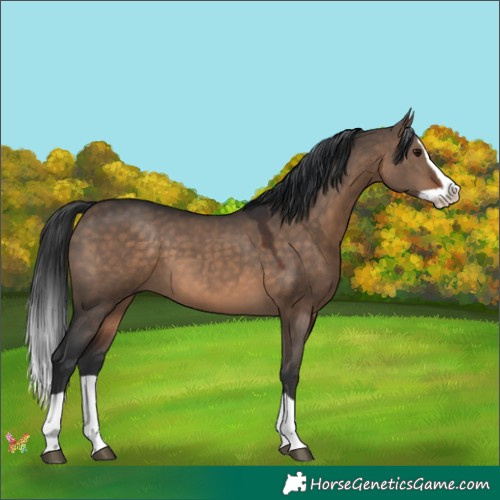 Horse Color:Brown Dun Splash 