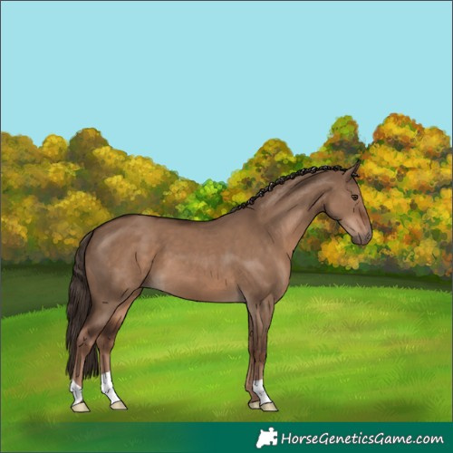 Horse Color:Liver Red Dun 