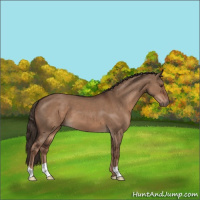 Horse Color:Liver Red Dun