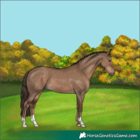 Horse Color:Liver Red Dun
