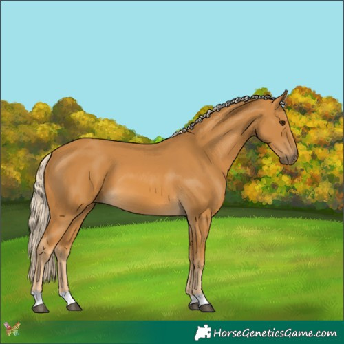 Horse Color:Palomino