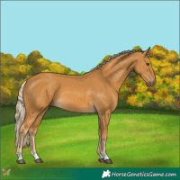 Horse Color:Palomino 