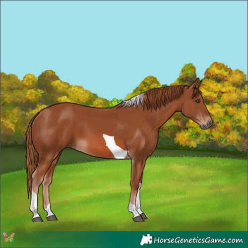 Horse Color:Chestnut Tobiano