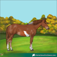 Horse Color:Chestnut Tobiano